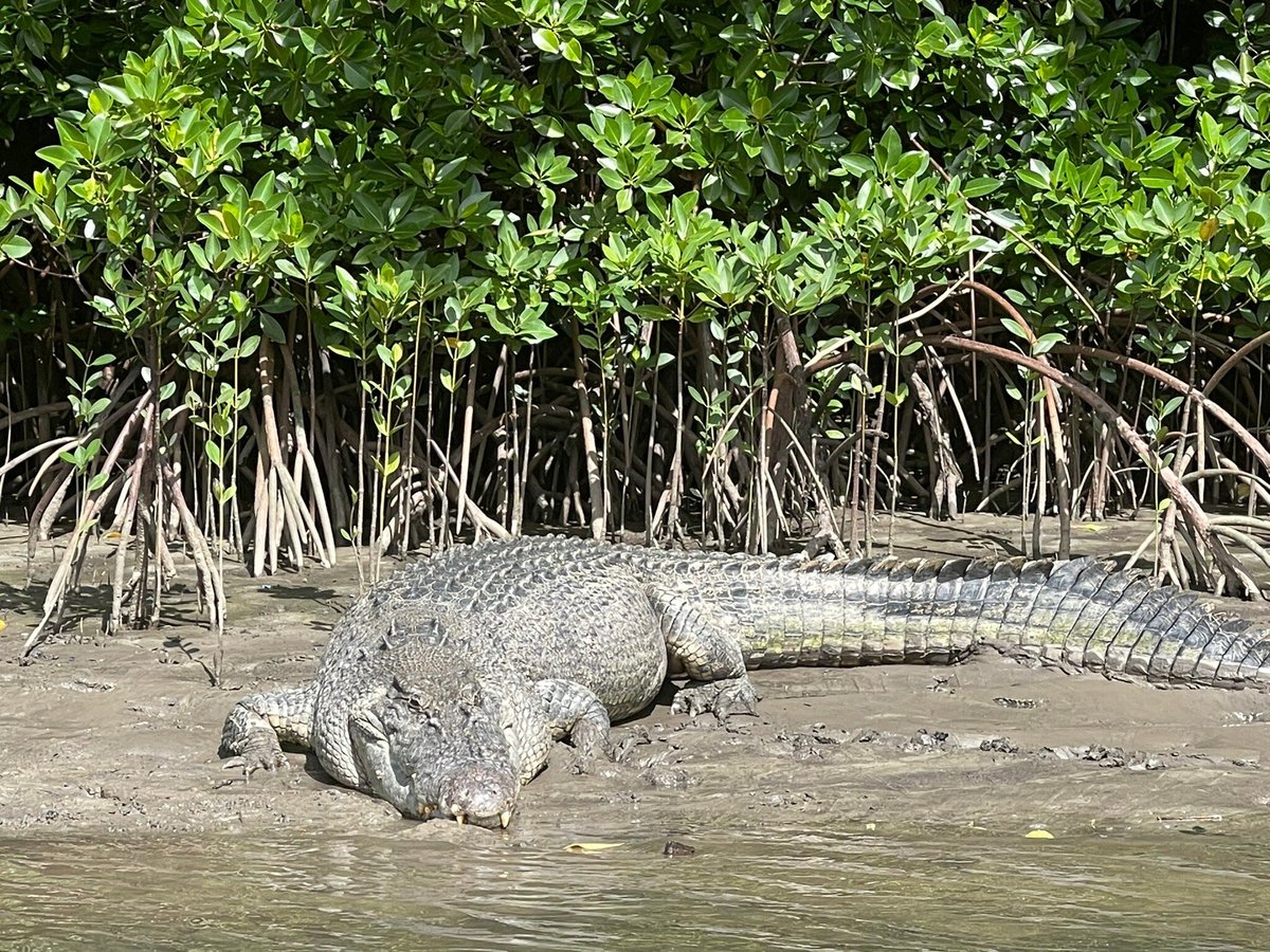 Cape Tribulation Wilderness Cruises - All You Need to Know BEFORE You Go