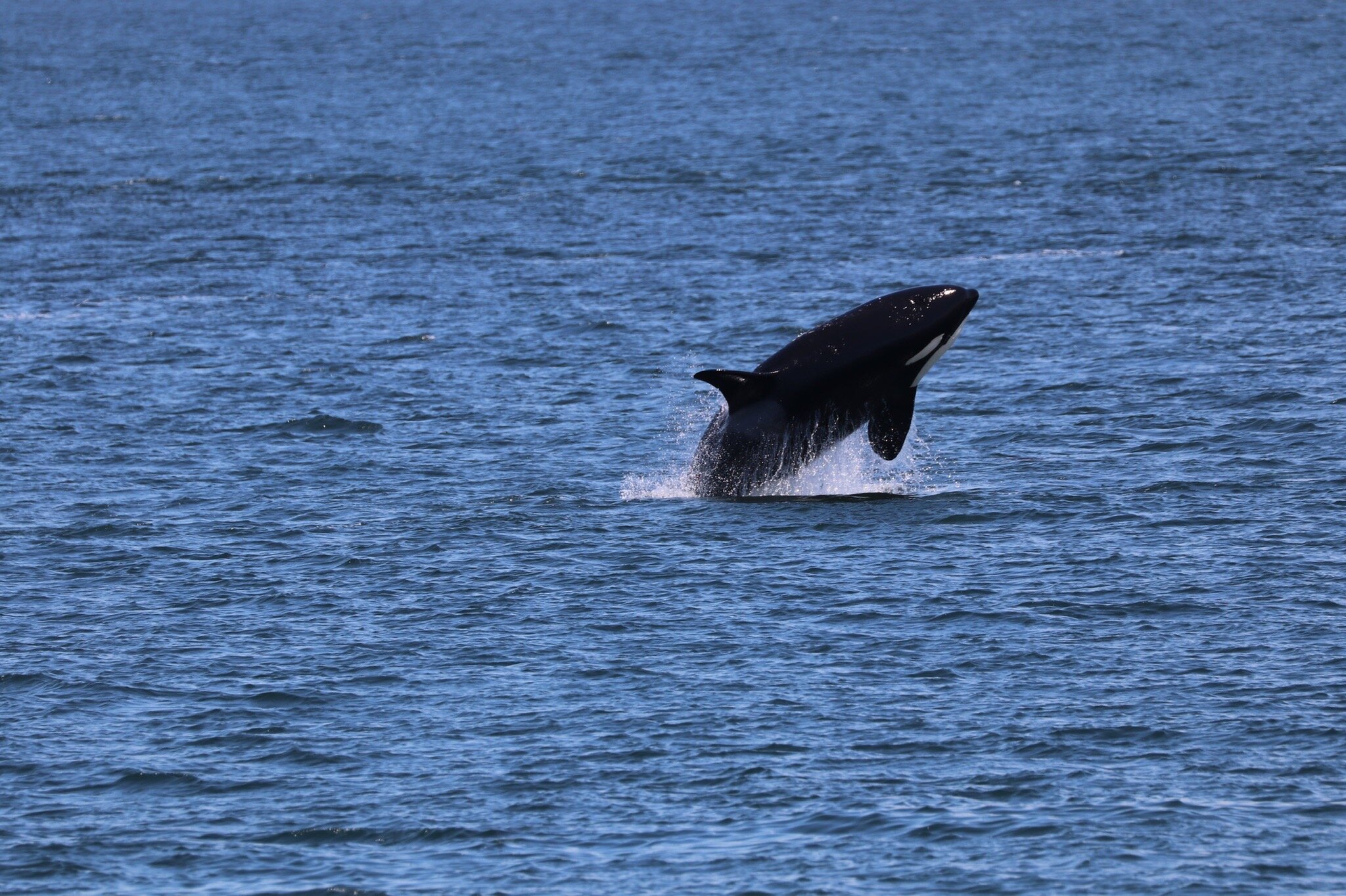 ISLAND ADVENTURES WHALE WATCHING (Anacortes) - 2022 Qué Saber Antes De ...