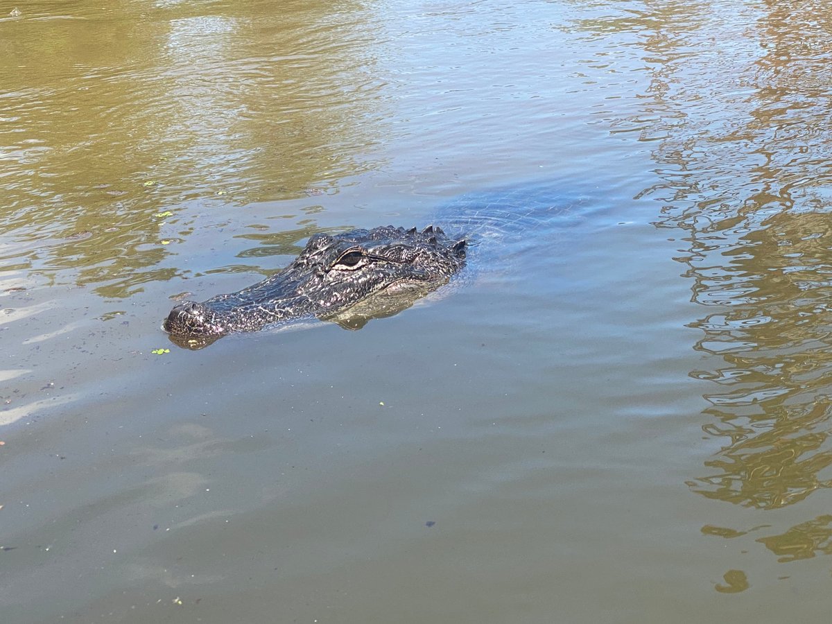 Cajun Encounters (new Orleans) - All You Need To Know Before You Go