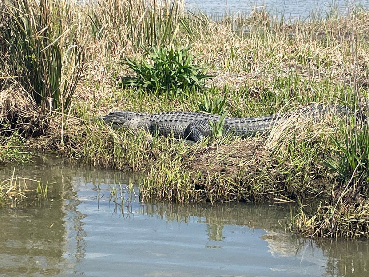 airboat tours spanish fort alabama