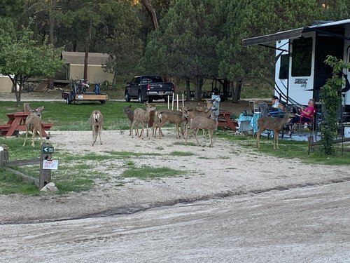 BURRO MOUNTAIN HOMESTEAD - Campground Reviews (Silver City, NM ...