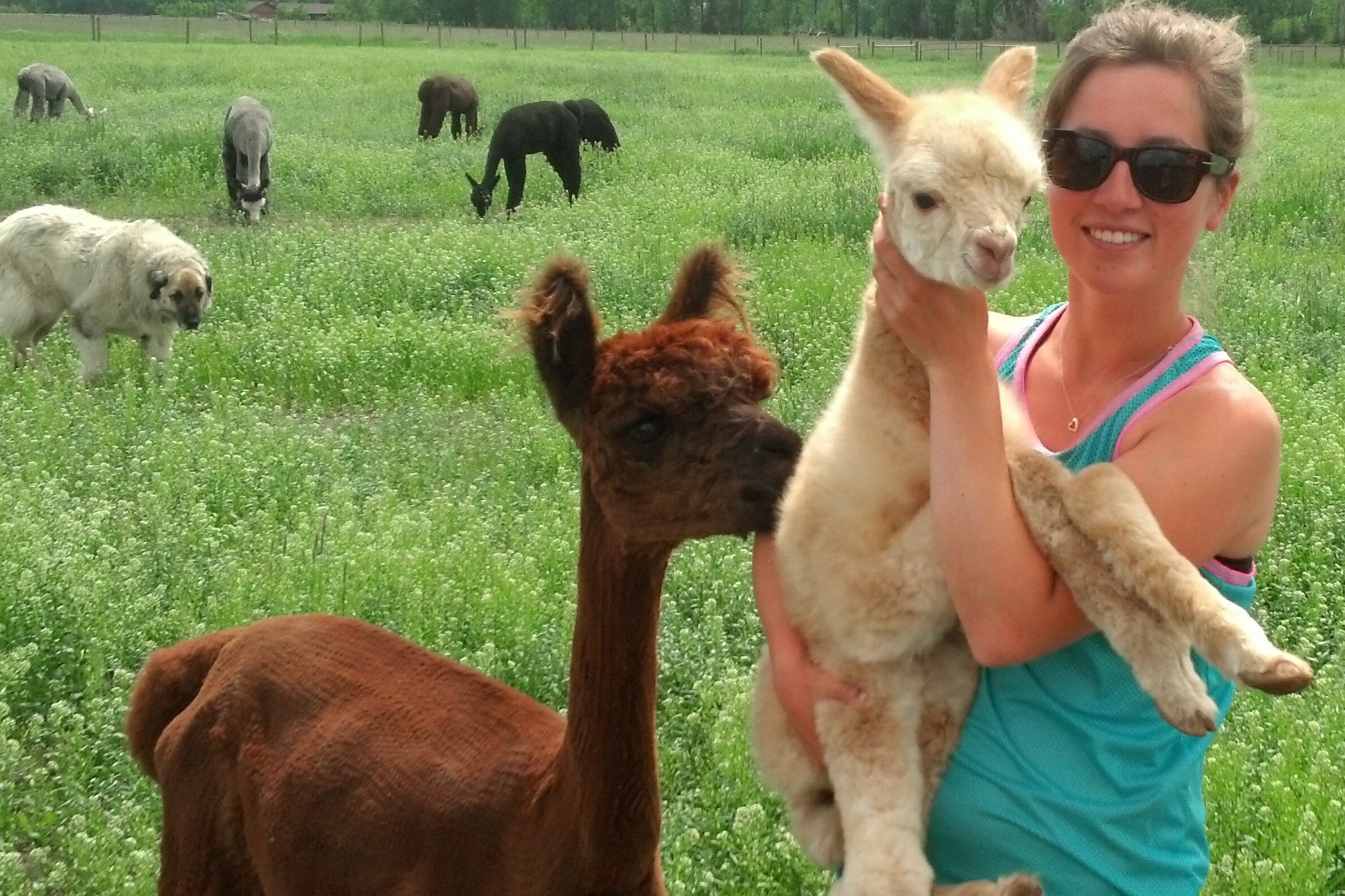 Alpacas Of Montana, Inc. (Bozeman) - All You Need To Know BEFORE You Go