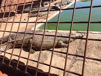 Thaba Kwena Crocodile Farm