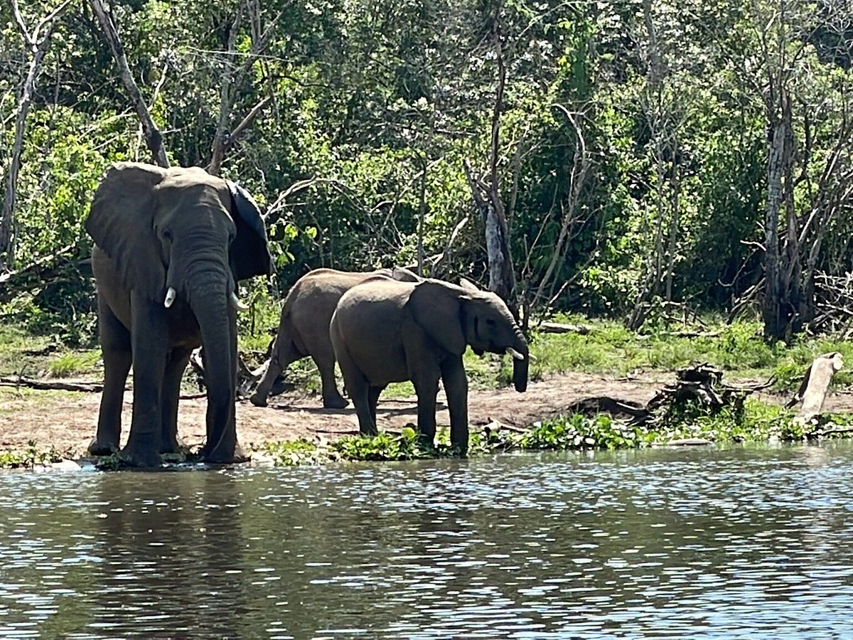bushman safaris