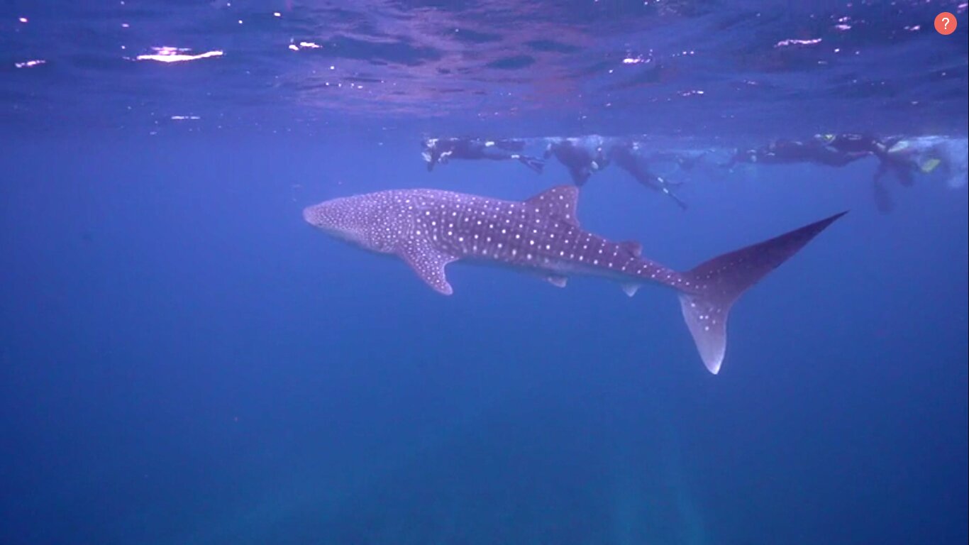 Exmouth Dive & Whalesharks Ningaloo: All You Need To Know