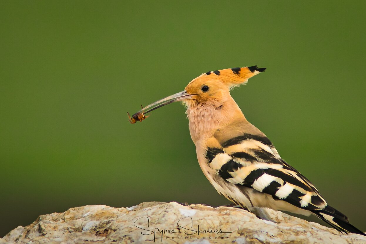 Greece Bird Tours (Marathon, Grækenland) - anmeldelser