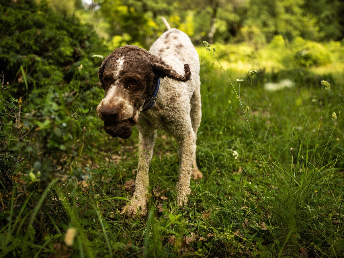 2023年 Truffle Hunting 行く前に！見どころをチェック トリップアドバイザー