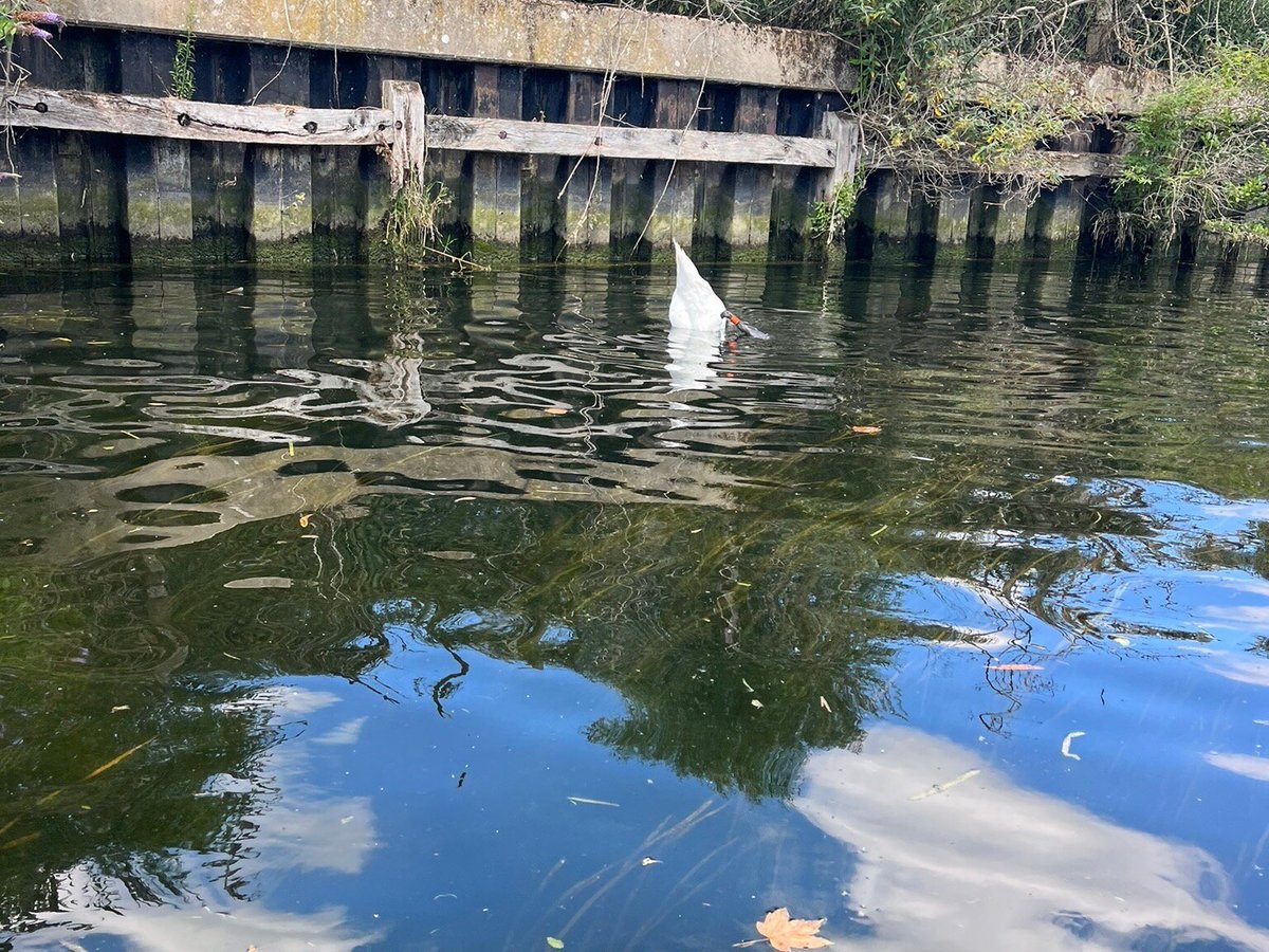 Thorpe Island Boats Norwich 2022 Qué Saber Antes De Ir Lo Más