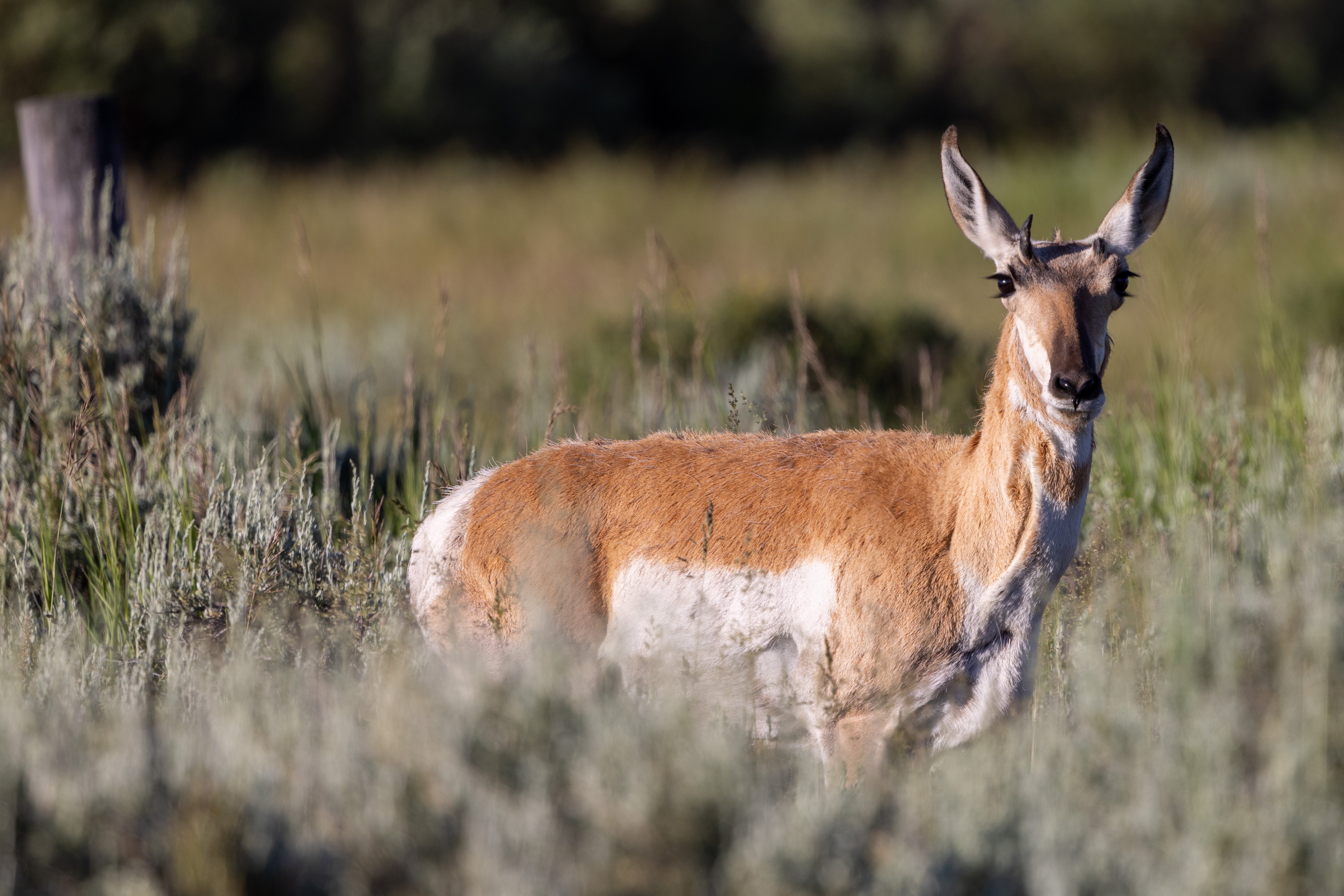 BrushBuck Wildlife Tours - All You Need To Know BEFORE You Go (2024)