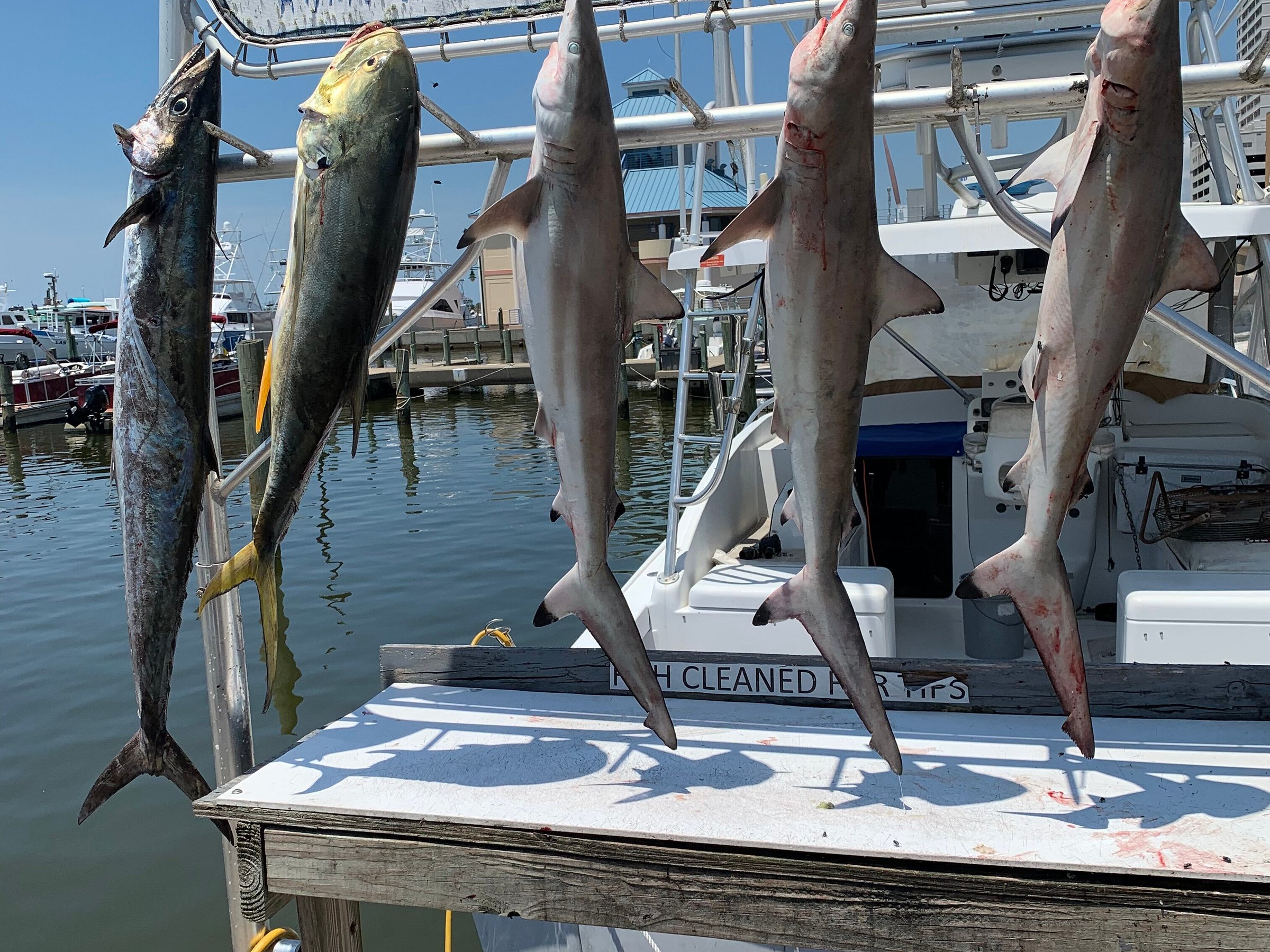 Dominator Fishing Charters (Biloxi) All You Need to Know BEFORE You Go