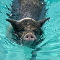 PIG BEACH (Great Exuma) - All You Need to Know BEFORE You Go