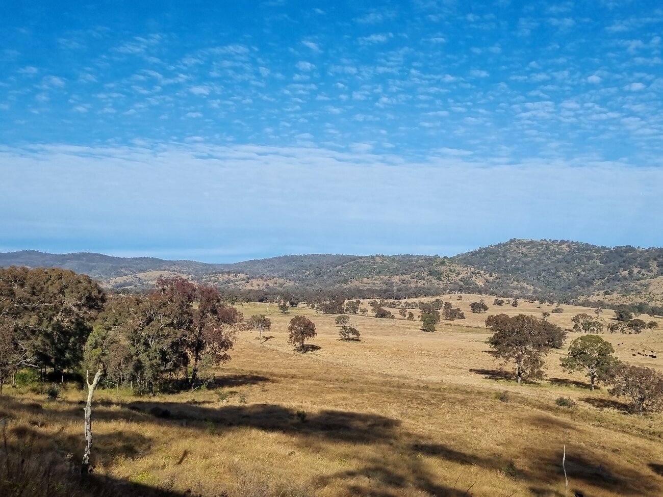 Southern Downs Steam Railway - All You MUST Know Before You Go (2024)