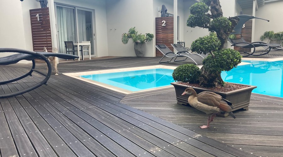 Bird paradise