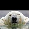 FredrikPolarBear