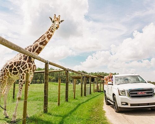drive through safari kissimmee