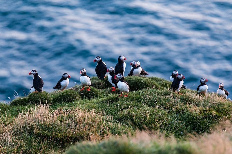 A group of Atlantic puffins in Iceland
