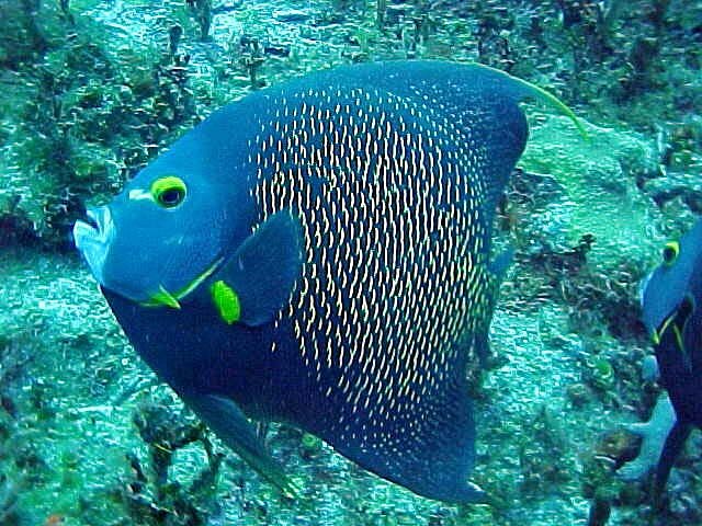 MASQUE DE VUE AQUATYS - FADIS DIVING