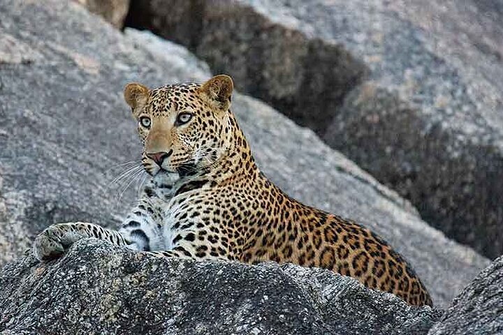 safari in ranakpur