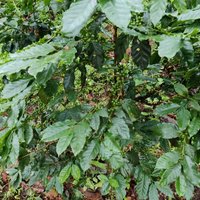 2023 Private Mercara Coorg Coffee and Spice Estate Tour