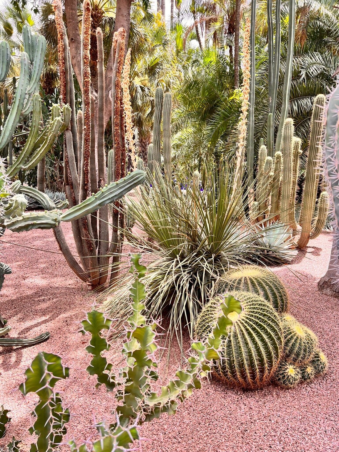 botanische planten Jardin Majorelle