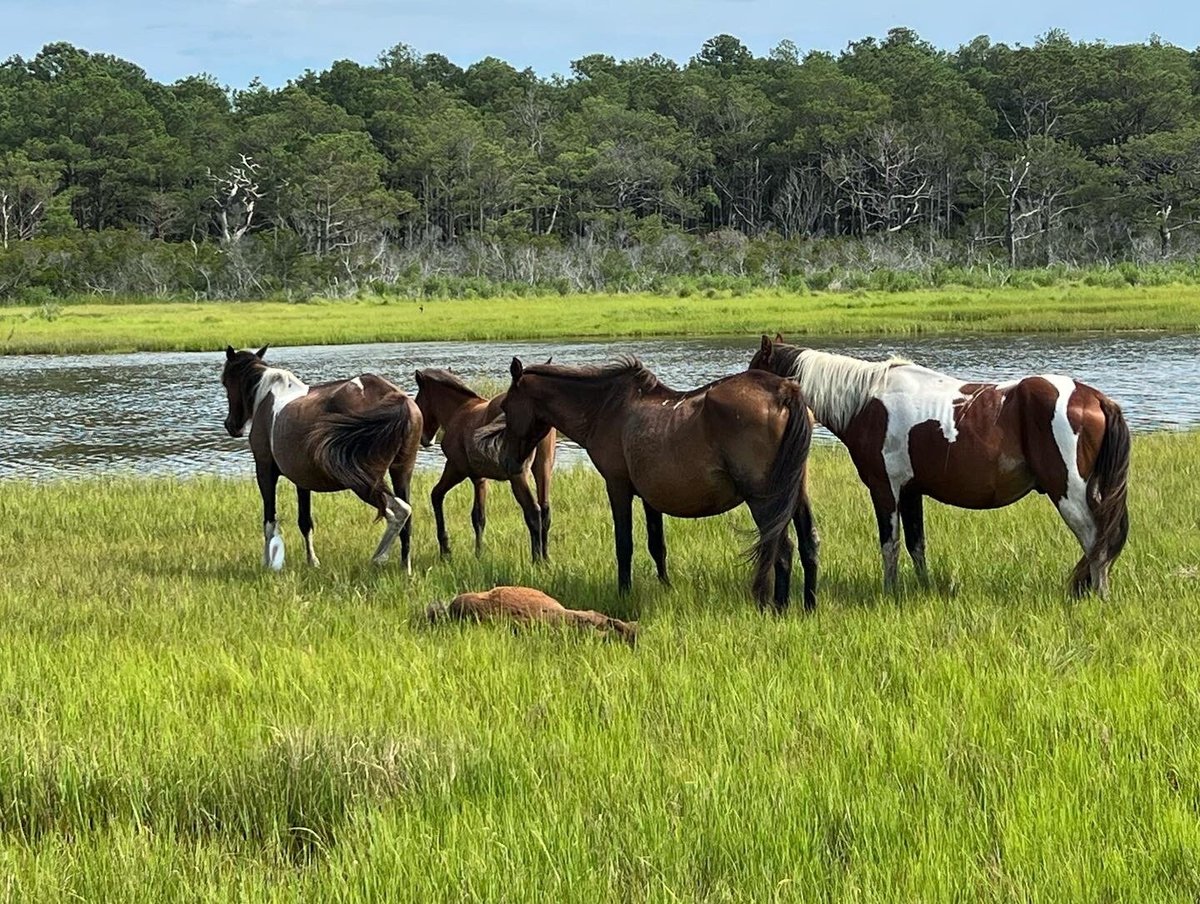 BEST WESTERN CHINCOTEAGUE ISLAND - Updated 2022 Prices & Hotel Reviews (VA)