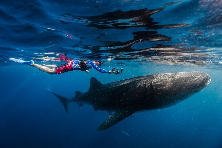 2023 Full-Day Whale Shark Tour Adventure