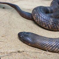 Snakes Downunder Reptile Park (Childers): All You Need to Know