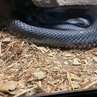 Snakes Downunder Reptile Park (Childers): All You Need to Know