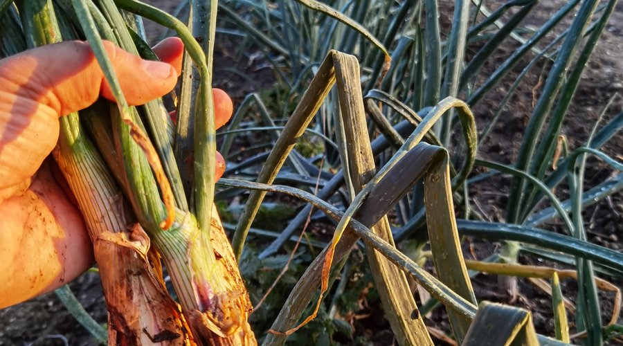 Our own organic vegetables!