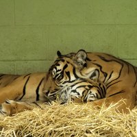 WELSH MOUNTAIN ZOO (Colwyn Bay) - All You Need to Know BEFORE You Go