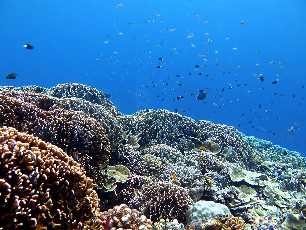 DSM DIVE - GILI TRAWANGAN : Ce Qu'il Faut Savoir Pour Votre Visite ...