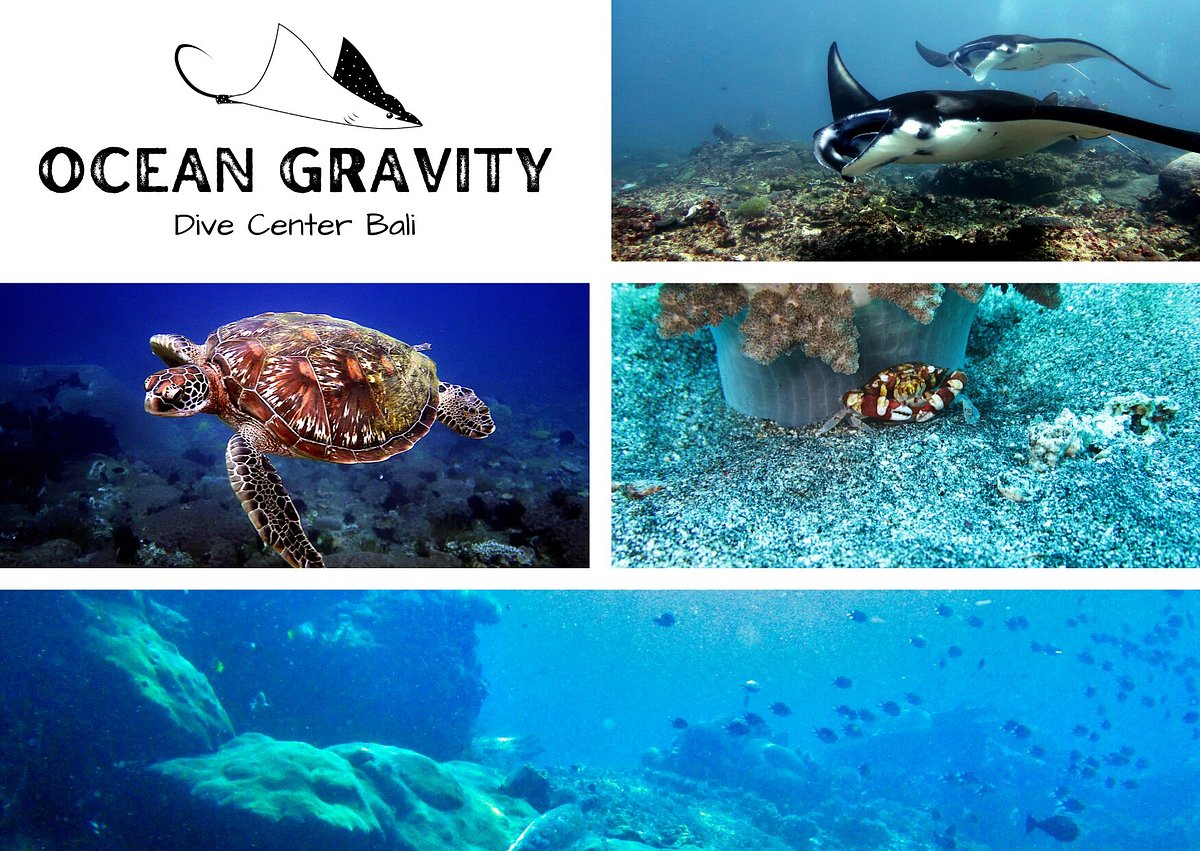 Ocean Gravity Dive Center Bali, Санур: лучшие советы перед посещением -  Tripadvisor