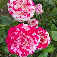 International Rose Test Garden (Portland) - All You Need to Know BEFORE ...