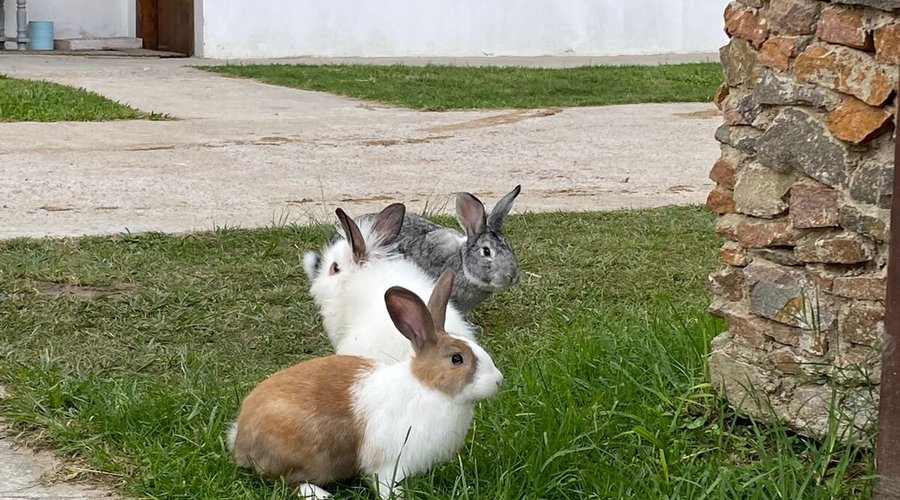 Mascotes