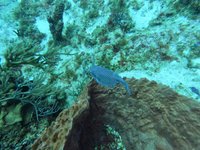 Agua Clara diving Cozumel (San Miguel de Cozumel) - All You Need to Know  BEFORE You Go