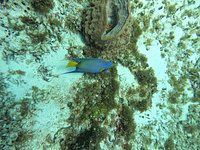 Agua Clara diving Cozumel (San Miguel de Cozumel) - All You Need to Know  BEFORE You Go