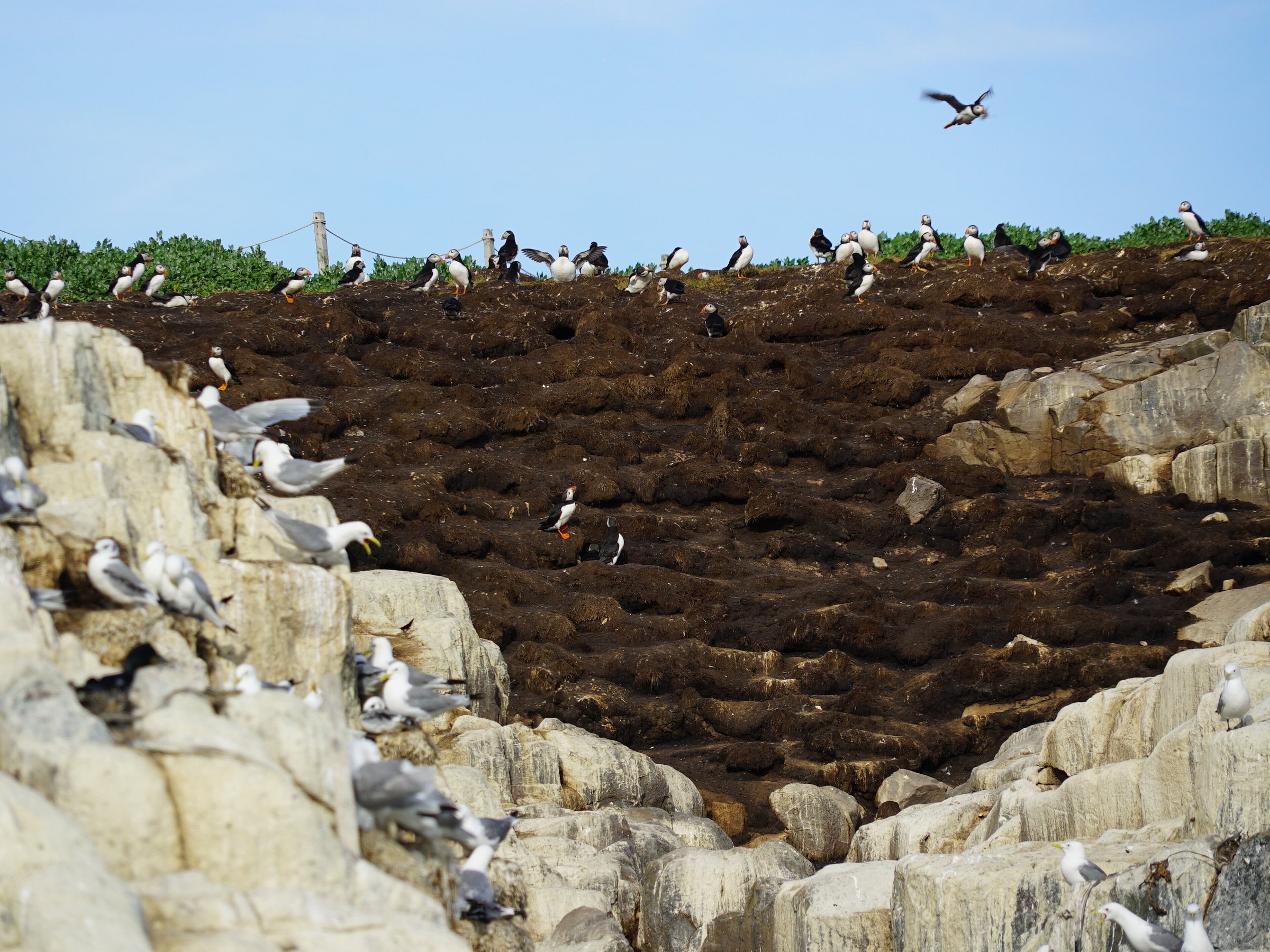 puffin boat trips seahouses