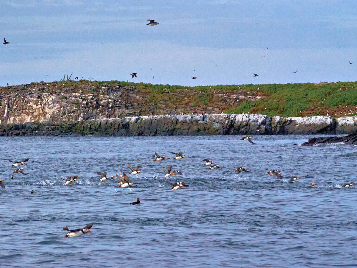 puffin boat trips seahouses