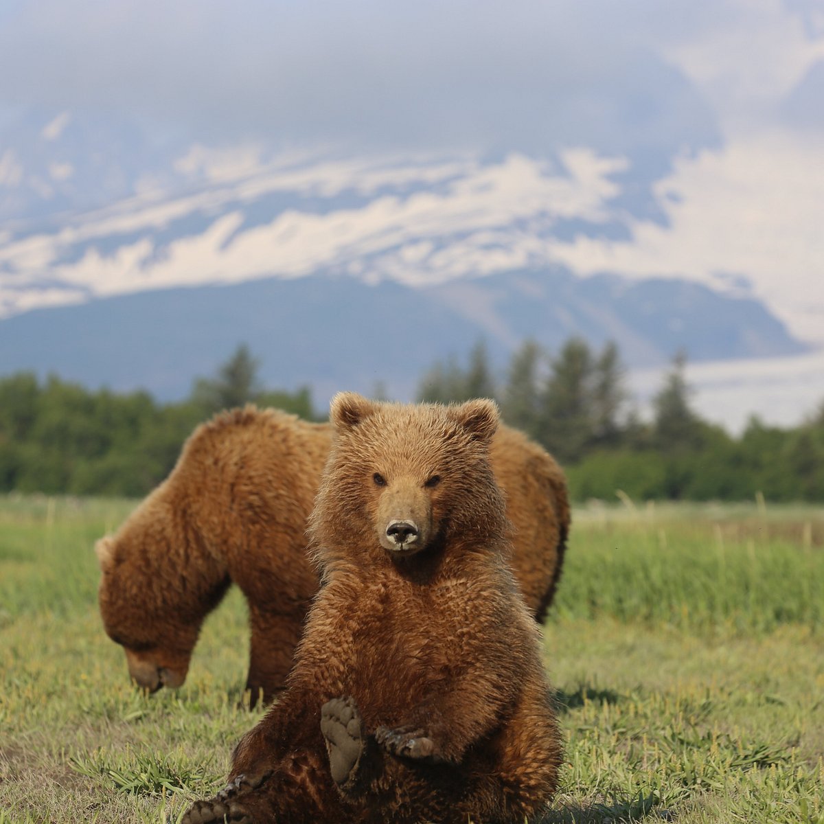 j bear tours alaska