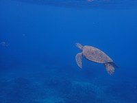 snorkeling with sea turtles oahu