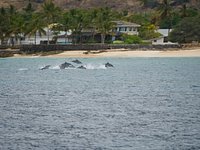 Dolphins leaping Dolphin boat tour oahu