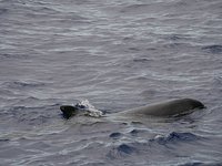 Pygmy killer whales boat tour oahu