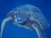 Snorkeling with green sea turtles Oahu