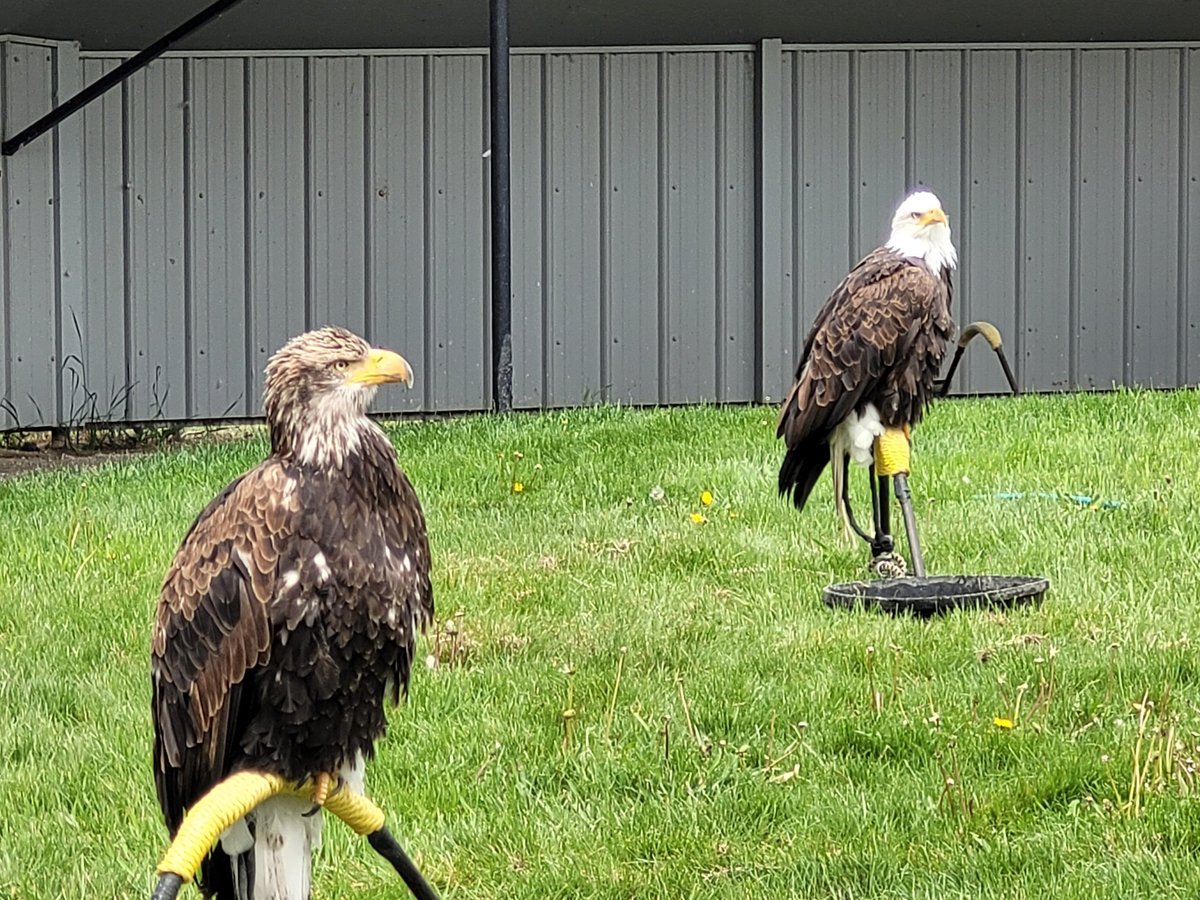 Alberta Birds of Prey Centre - Photo Journeys