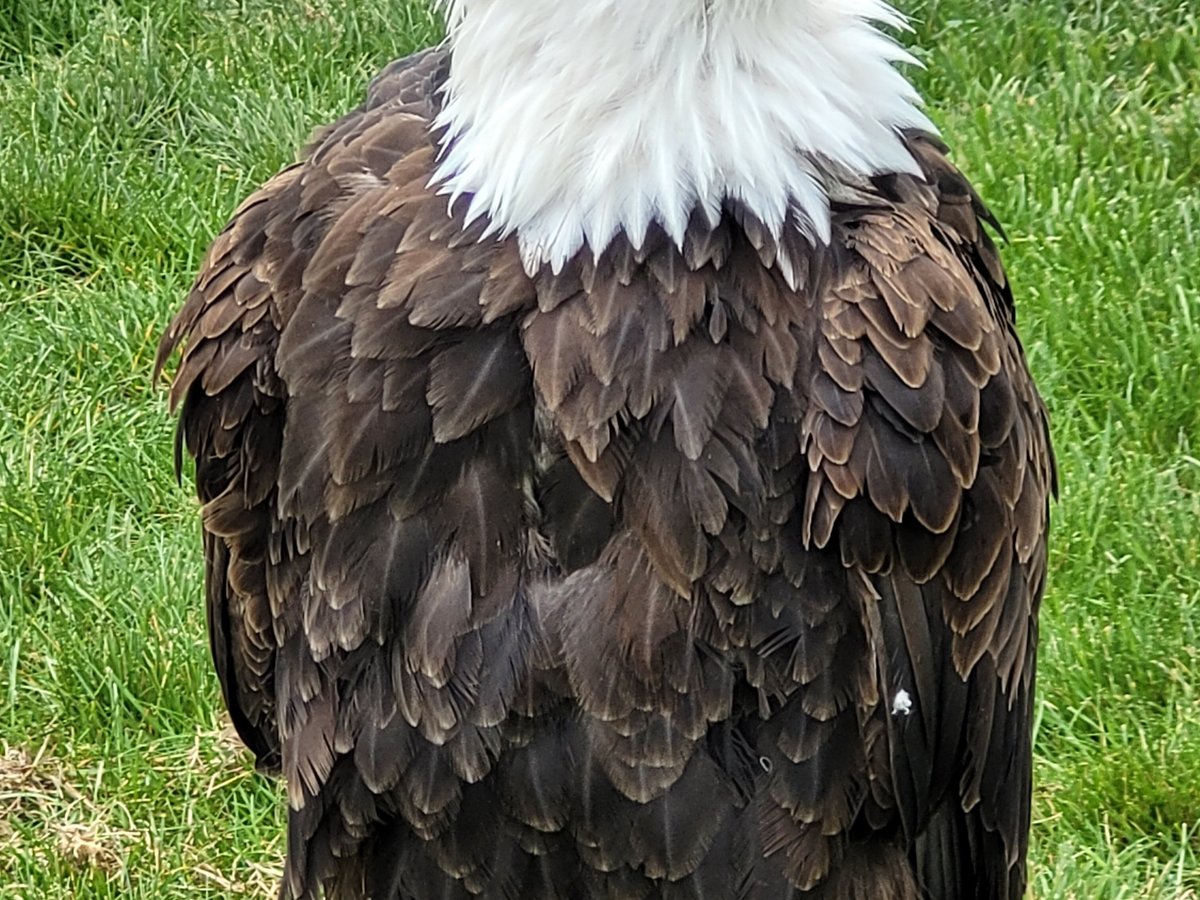 Alberta Birds of Prey Centre - Photo Journeys