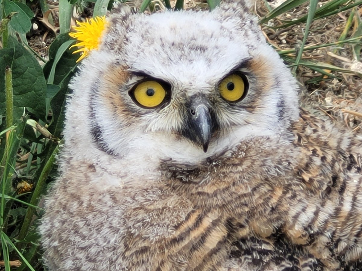 Alberta Birds of Prey Centre - Photo Journeys