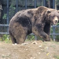 Alaska Zoo (Anchorage) - All You Need to Know BEFORE You Go