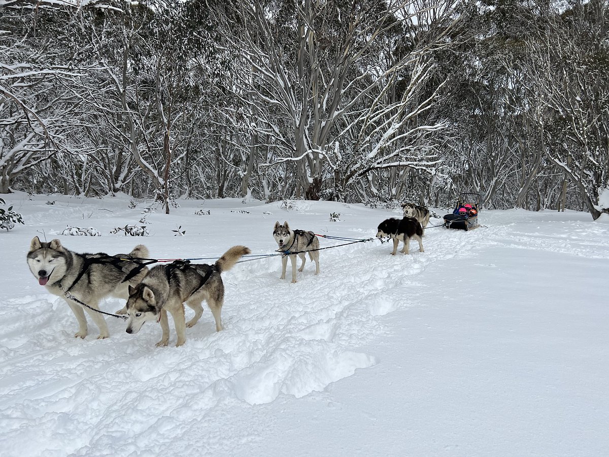 howling husky sled dog tours