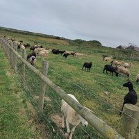 CARDIGAN ISLAND COASTAL FARM PARK - All You Need to Know BEFORE You Go