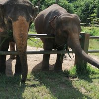 Kanta Elephant Sanctuary (Chiang Mai) - All You Need to Know BEFORE You Go